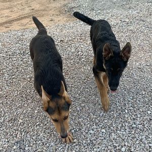 Meet your Posher, Benjamin